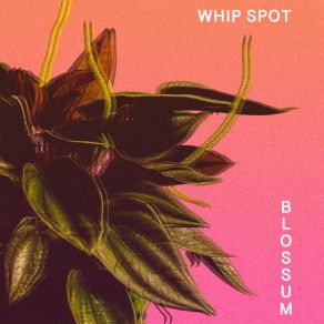 Download track Whip Spot Blossum