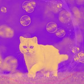 Download track Understated Moods For Cozy Kittens Calming Cat Music