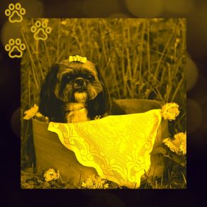 Download track Wicked Bossa Nova - Vibe For Calming Puppies Dogs At Home