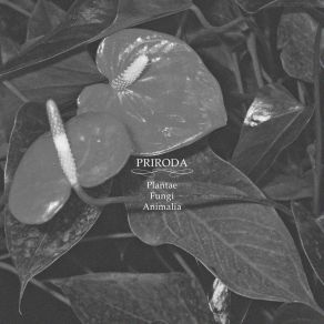 Download track Сapreolus Priroda