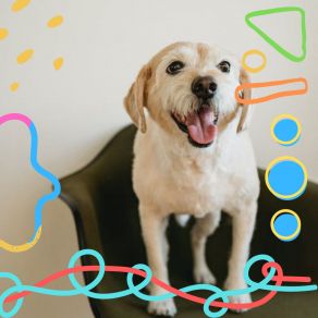 Download track Carefree Calming Pups Music For Dog's Ears