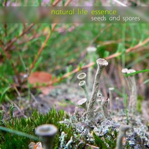 Download track Out At Woodland (Cold Land) Natural Life Essence