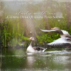 Download track Calming Duck Quacking Pond Sounds, Pt. 2 Sebastian Riegl