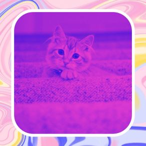 Download track Divine Ambiance For Comfy Cats Soothing Cat Music