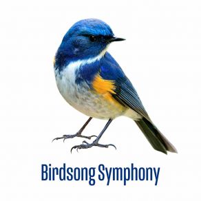 Download track Early Morning Birdsongs MyRelaxation. Online