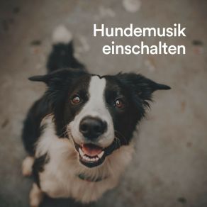 Download track Lieblingsumgebung Für Hunde Beruhigende Musik Für Hunde