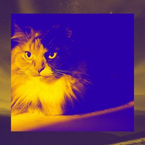 Download track Funky Comfy Cats Cat Music Relaxation