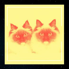 Download track Remarkable Ambience For Friendly Cats Cat Music Hour