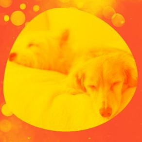 Download track Sprightly Sleepy Pups Classy Relaxing Dog Music