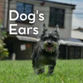 Download track Music To Leave Your Dog Home Alone In Peace, Pt. 19 Relaxmydog