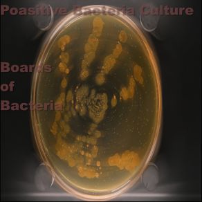 Download track Glöd Positive Bacteria Culture