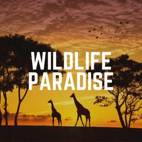 Download track Eddy Wildlife Sound Recordings