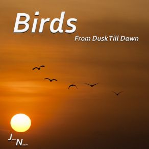 Download track Morning Birds In Forest John Nature