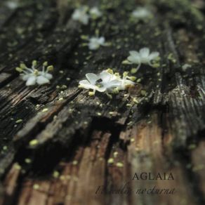 Download track Oroxyllum Indicum Aglaia