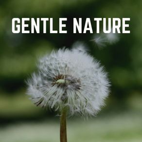 Download track Nature Sounds Gentle Rain Nature Sleep