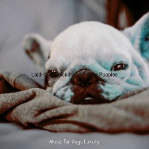 Download track Subtle Jazz Guitar Trio - Vibe For Separation Anxiety Music For Dogs Luxury