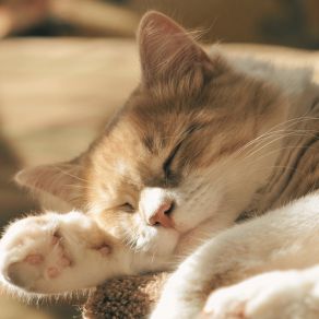 Download track Statements Cat Relaxing Master