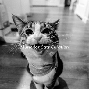 Download track Number One (Training Cats) Music For Cats Curation