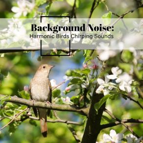 Download track Harmonic Birds Chirping Sounds, Pt. 12 Thomas O'Reilly