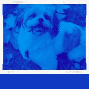 Download track Distinguished Moods For Relaxing Your Dog Dog Music Library