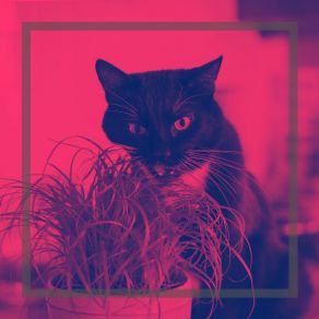 Download track Background For Home With Cats Sleepy Cats