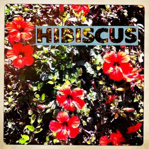 Download track Boten Hibiscus