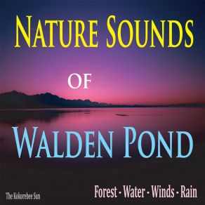 Download track Night Crickets Of Walden Pond The Kokorebee Sun