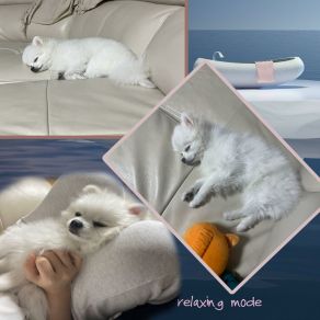 Download track Music To Bring Sleep Well For A Dog (Piano Ver.) Relaxing Mode