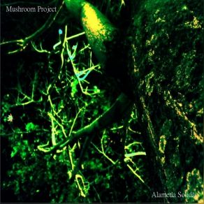 Download track Diapasao Da Vida Mushrooms Project