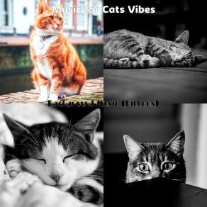 Download track Beautiful - Music Music For Cats Vibes