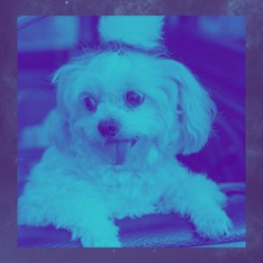 Download track Stylish Ambiance For Keeping Your Dog Happy Downtempo Doggy Music