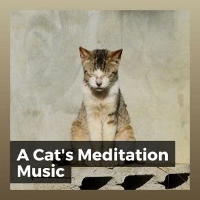 Download track A Cat Loosening Up Music For Cats Peace