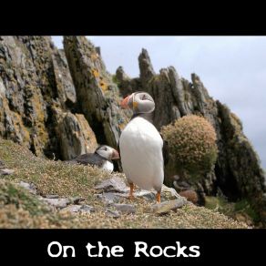 Download track Loch Ard Prodigal Puffins