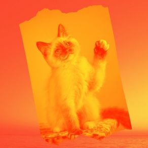 Download track Tranquil Backdrops For Cute Kitten Cat Total Relax