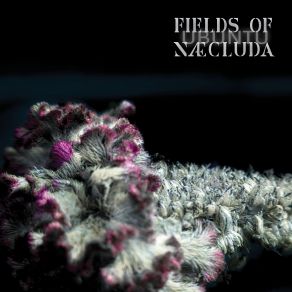 Download track Dream On Fields Of Naecluda