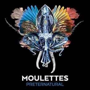 Download track Bird Of Paradise (Part 11) Moulettes