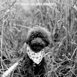 Download track Trio Jazz Soundtrack For Dogs Music For Dogs Ambience