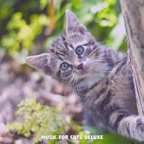 Download track Nurturing (Music) Music For Cats DeluxeThe Music