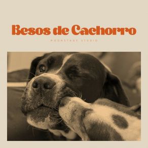 Download track Current's Caresses Música Para Perros