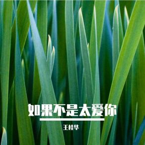 Download track 如果不是太爱你 王桂华