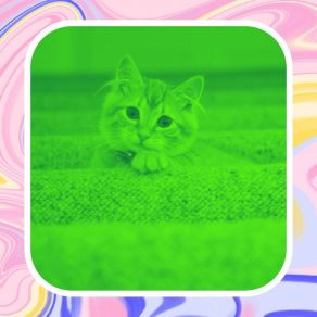 Download track Casual Ambiance For Comfy Cats Cat Music Waves