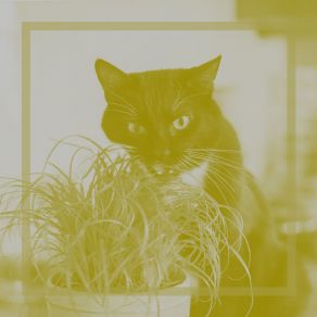 Download track Sprightly Ambiance For Home Cats Music For Resting Cats