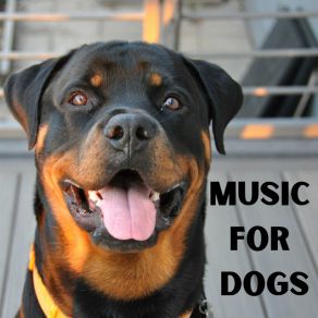 Download track Dreaming Away Music For Dogs