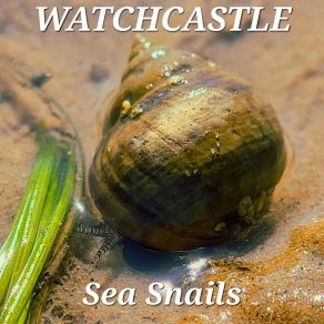 Download track Solent Snail Watchastle