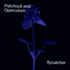 Download track Patchouli Flycatcher