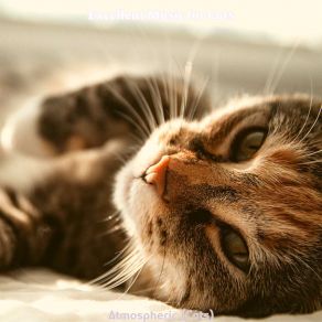 Download track Music (Playful) Excellent Music For CatsPlayful