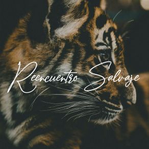 Download track Tu Regreso Reencuentro Salvaje