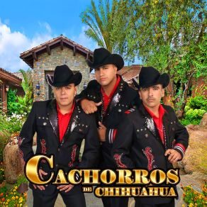 Download track Al Pie De Un Encino Cachorros De Chihuahua