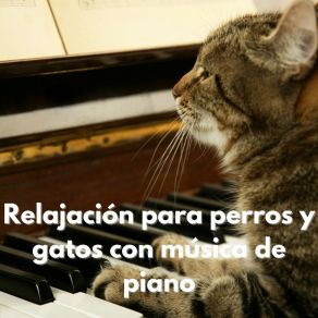 Download track Melodías Peludas: Piano Para Mascotas Música Relajante Para Perros