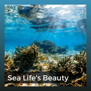 Download track Extraordinary Beauty Of The Ocean Ocean Atmospheres